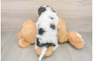 Best Cavapoo Baby