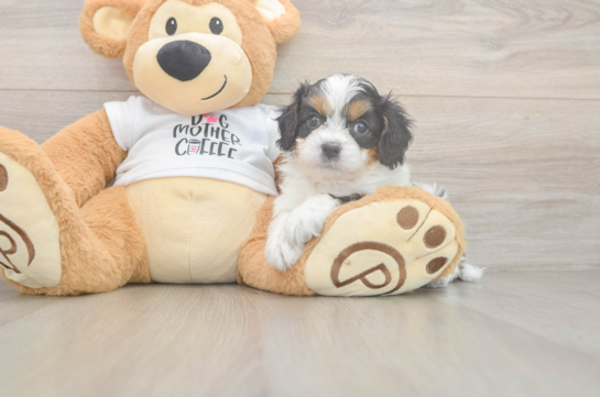 Cavapoo Puppy for Adoption
