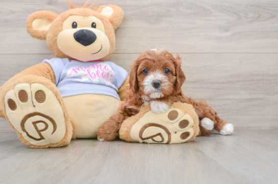 Best Cavapoo Baby