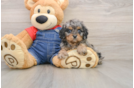 Cavapoo Puppy for Adoption