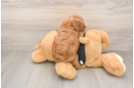 Cavapoo Pup Being Cute