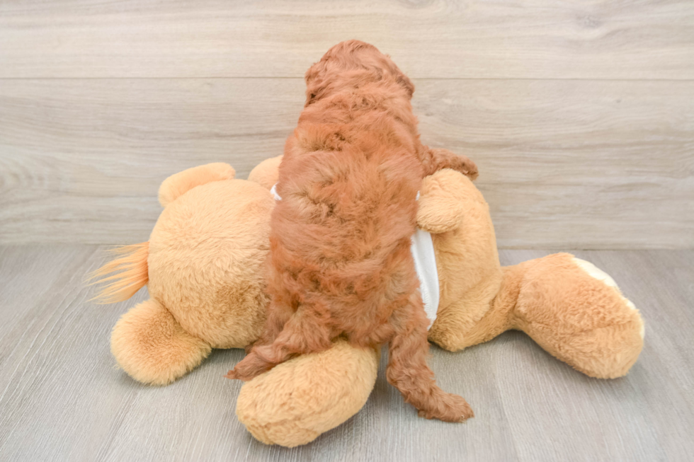 Smart Cavapoo Poodle Mix Pup