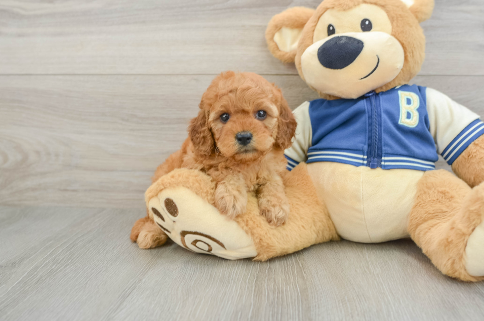 6 week old Cavapoo Puppy For Sale - Windy City Pups