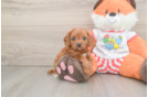 Best Cavapoo Baby