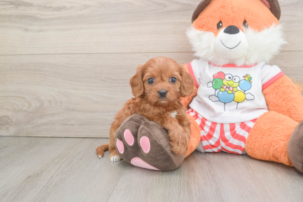 Best Cavapoo Baby