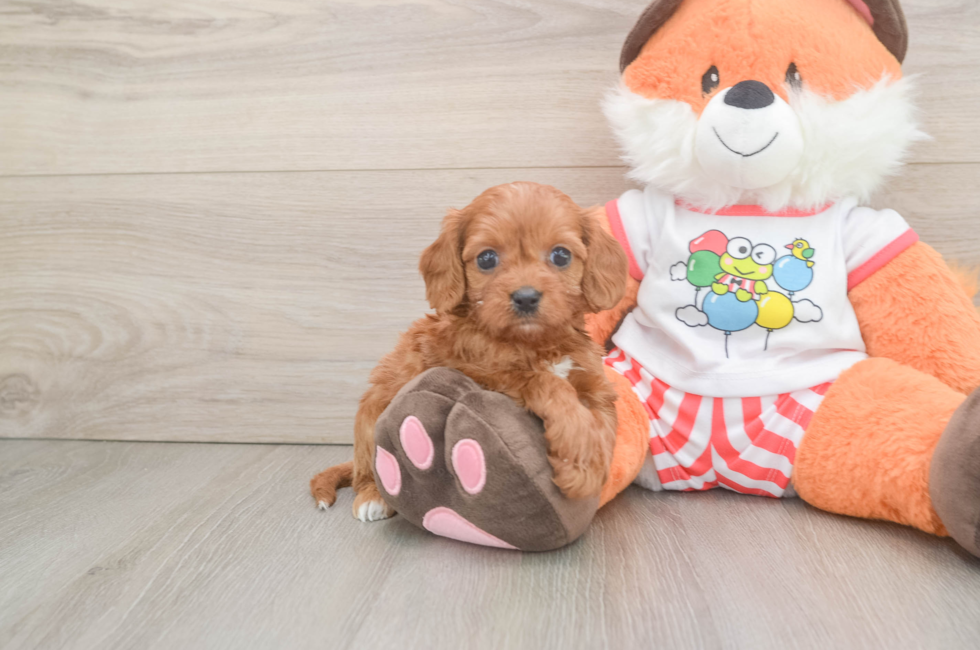 5 week old Cavapoo Puppy For Sale - Windy City Pups
