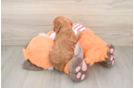 Best Cavapoo Baby