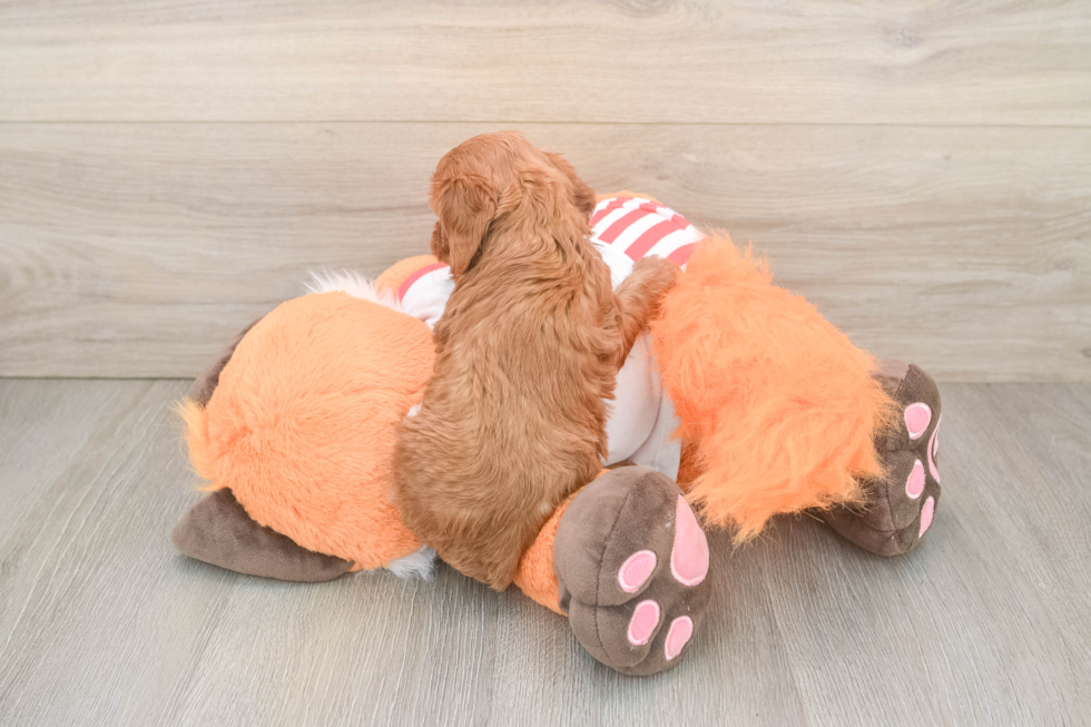 Best Cavapoo Baby