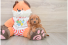 Cavapoo Puppy for Adoption
