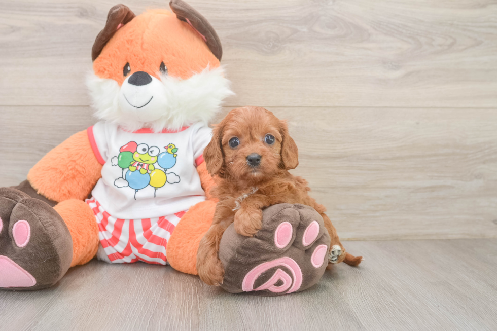 Cavapoo Puppy for Adoption