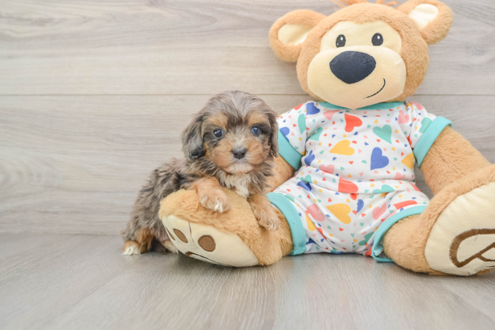 Best Cavapoo Baby