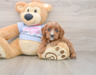 8 week old Cavapoo Puppy For Sale - Windy City Pups