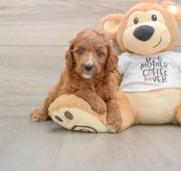 8 week old Cavapoo Puppy For Sale - Windy City Pups