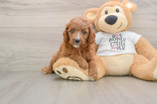 Best Cavapoo Baby