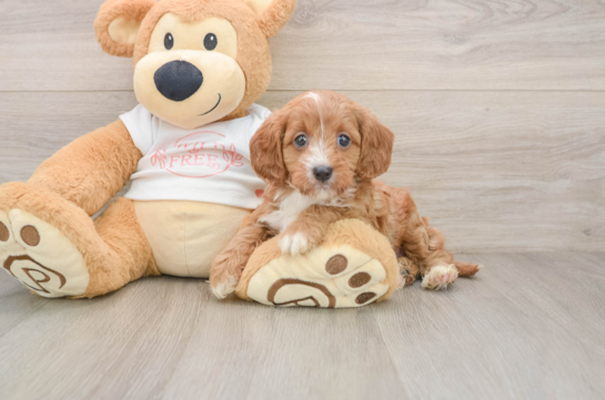 Cavapoo Puppy for Adoption