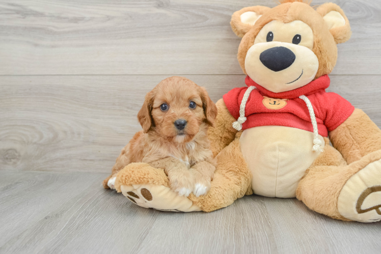 Energetic Cavoodle Poodle Mix Puppy