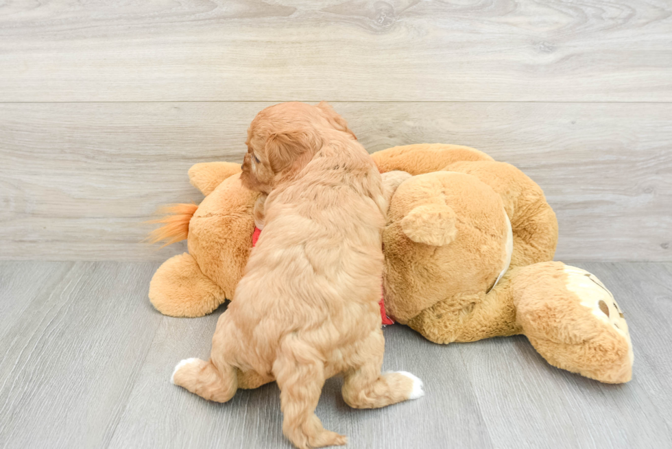 Friendly Cavapoo Baby