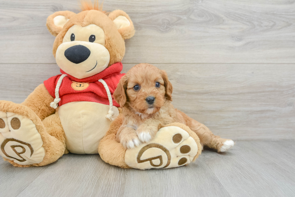 Cavapoo Pup Being Cute