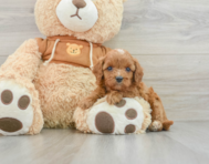 8 week old Cavapoo Puppy For Sale - Windy City Pups