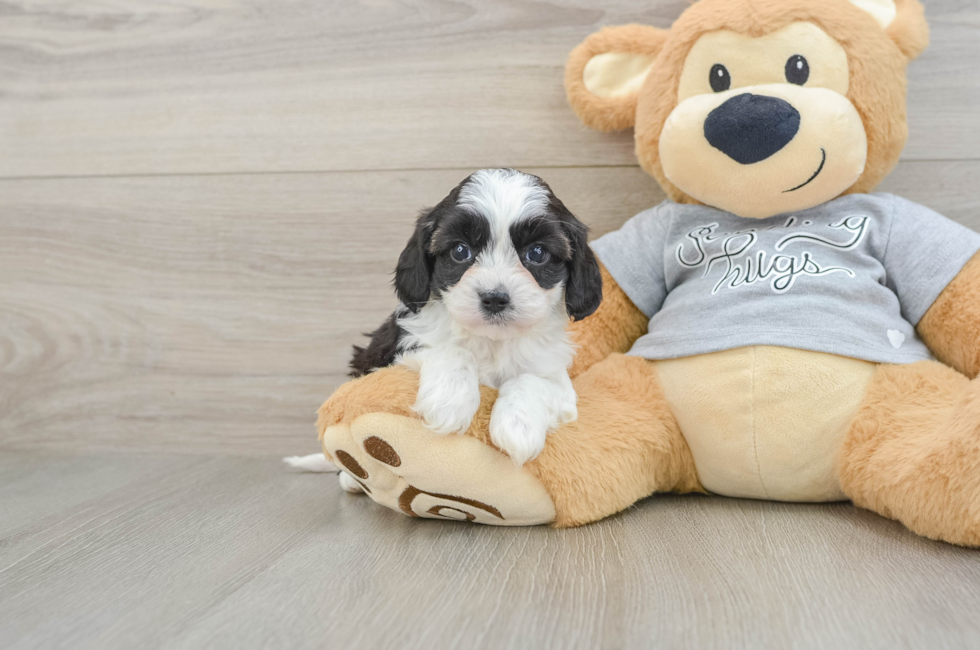6 week old Cavapoo Puppy For Sale - Windy City Pups