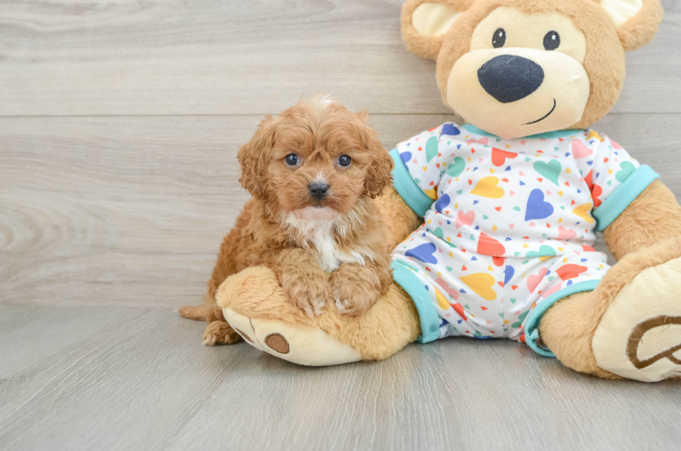 6 week old Cavapoo Puppy For Sale - Windy City Pups