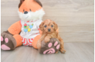 Cavapoo Pup Being Cute