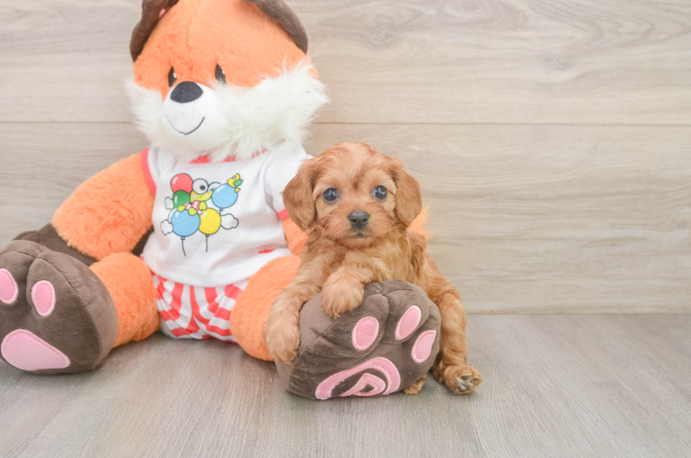 5 week old Cavapoo Puppy For Sale - Windy City Pups