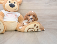 8 week old Cavapoo Puppy For Sale - Windy City Pups