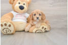 Funny Cavapoo Poodle Mix Pup