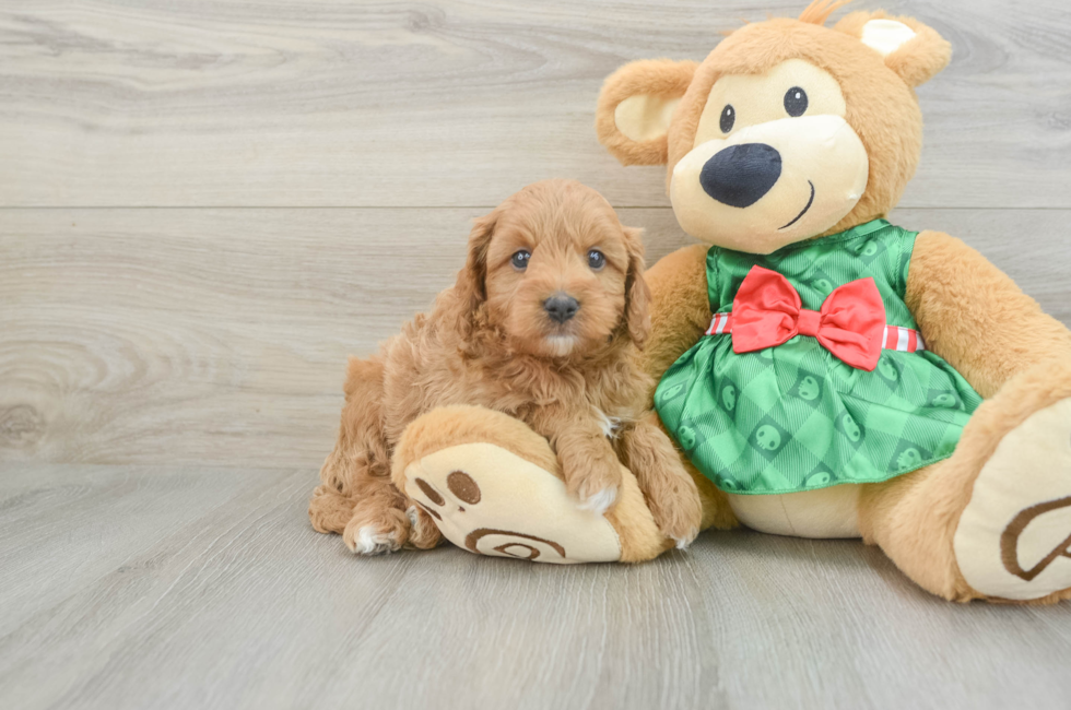 6 week old Cavapoo Puppy For Sale - Windy City Pups