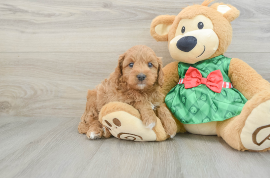 Energetic Cavoodle Poodle Mix Puppy