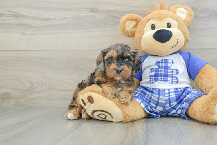 Best Cavapoo Baby