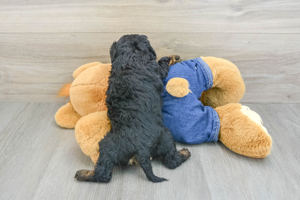 Best Cavapoo Baby