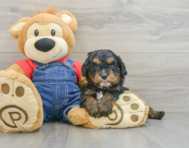 7 week old Cavapoo Puppy For Sale - Windy City Pups