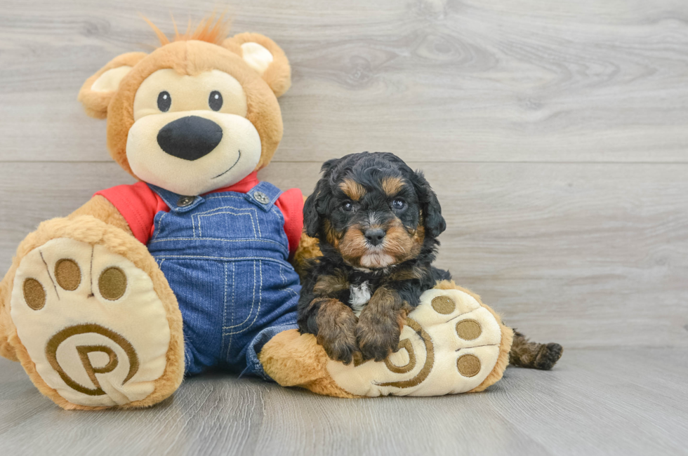 6 week old Cavapoo Puppy For Sale - Windy City Pups