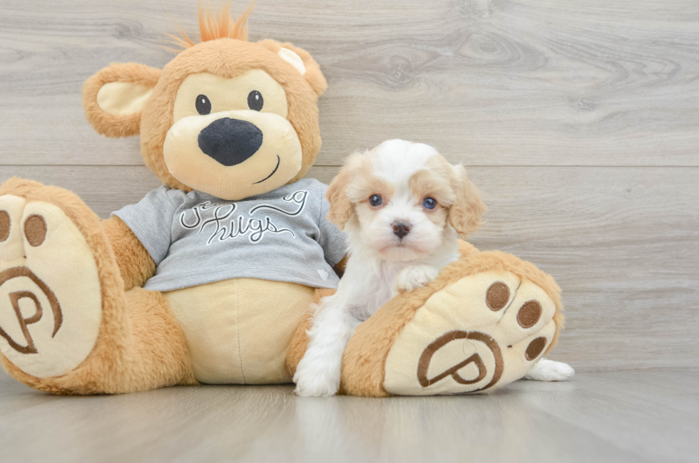6 week old Cavapoo Puppy For Sale - Windy City Pups