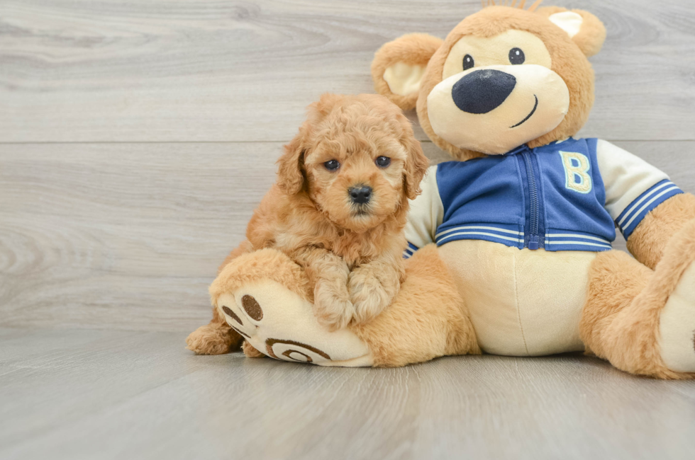 6 week old Cavapoo Puppy For Sale - Windy City Pups
