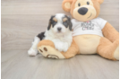 Cavapoo Puppy for Adoption