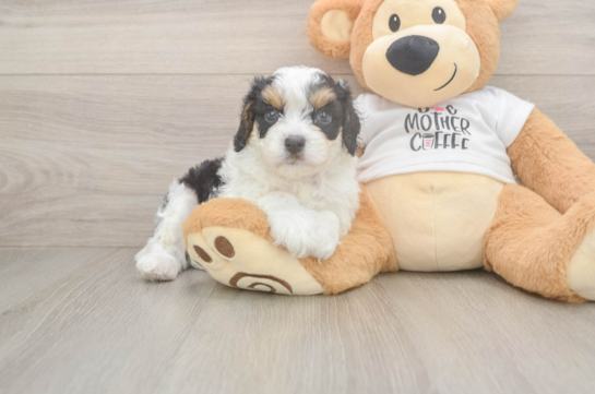 Cavapoo Puppy for Adoption