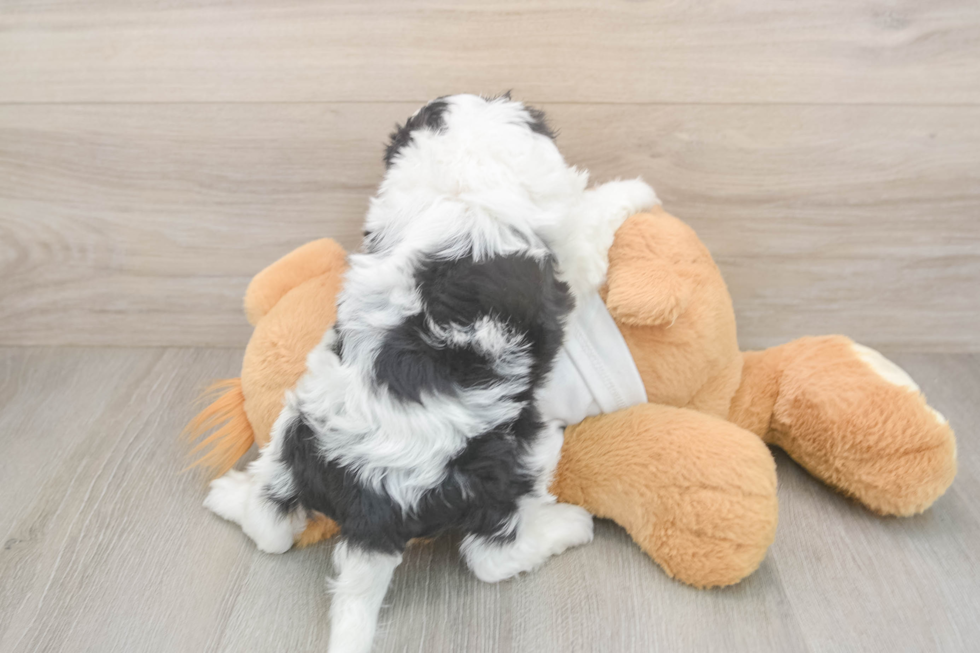 Best Cavapoo Baby