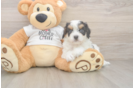 Cavapoo Puppy for Adoption