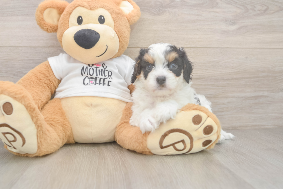 Cavapoo Puppy for Adoption