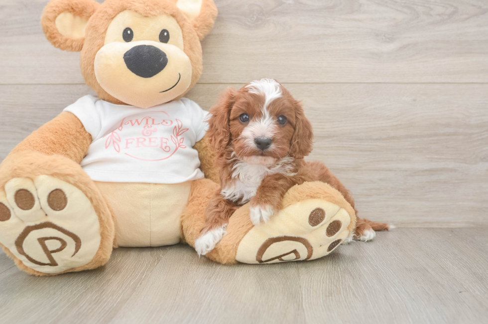 7 week old Cavapoo Puppy For Sale - Windy City Pups