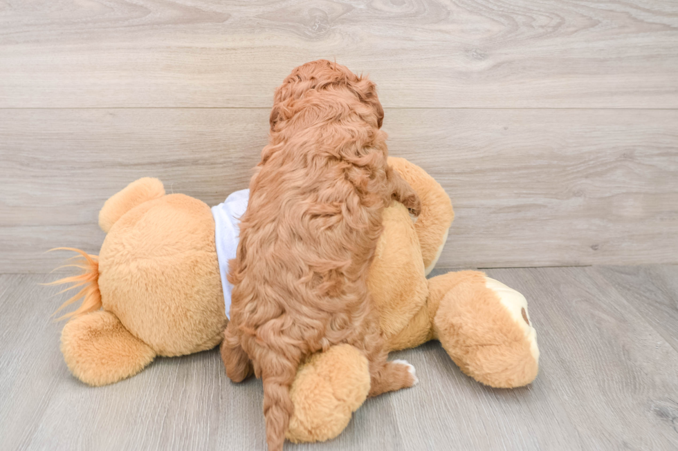 Petite Cavapoo Poodle Mix Pup