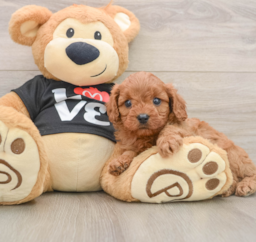 7 week old Cavapoo Puppy For Sale - Windy City Pups