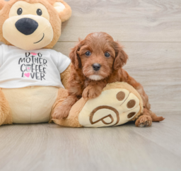 7 week old Cavapoo Puppy For Sale - Windy City Pups