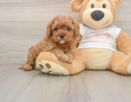 8 week old Cavapoo Puppy For Sale - Windy City Pups