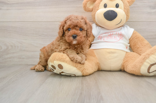 Small Cavapoo Baby