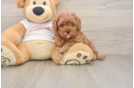 Best Cavapoo Baby