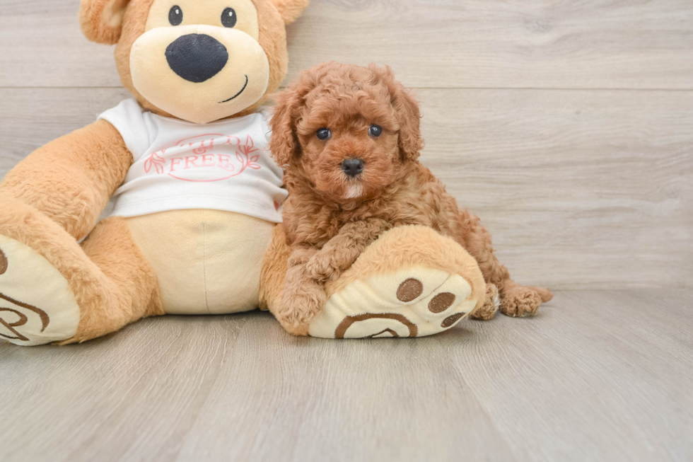 Best Cavapoo Baby